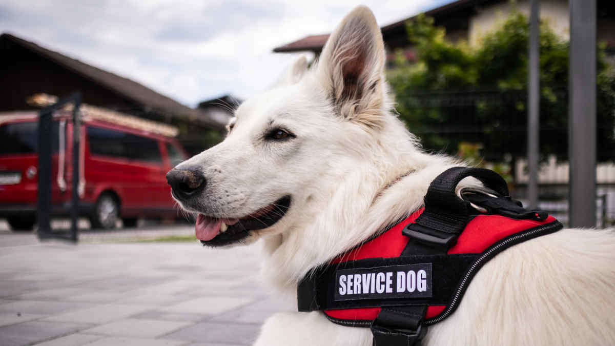 Must Employers Allow Service Animals In The Workplace must-employers-allow-service-animals-in-the-workplace